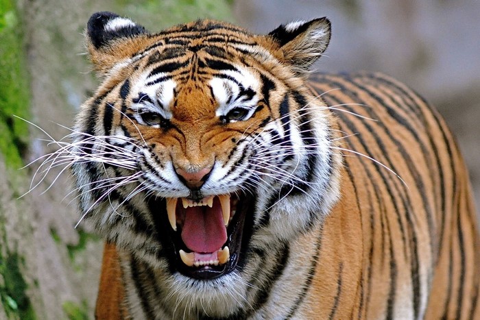 Tiger roaring with mouth open