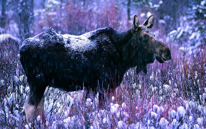 Moose in a snowy forest