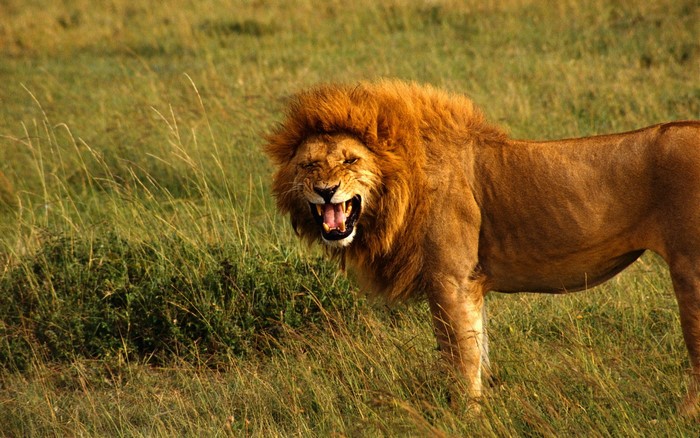 Lion roaring in a grassy field