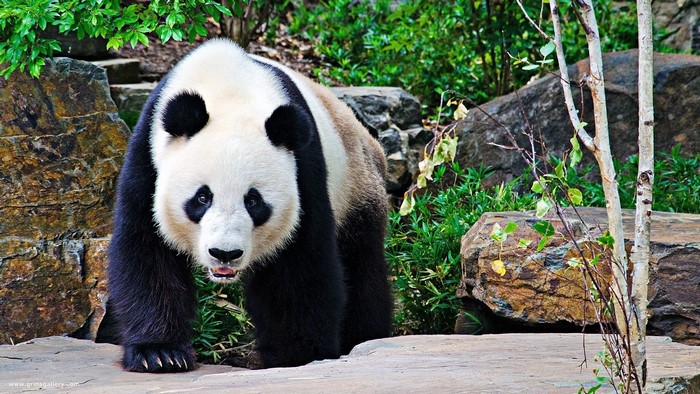 Giant Panda standing in a rocky, green environment