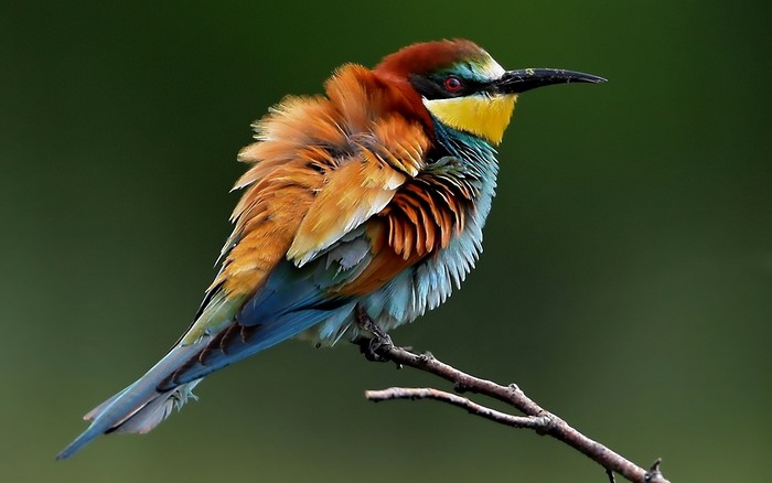 European bee-eater bird perched on a branch