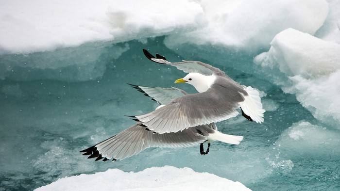 Two gulls flying over icy water