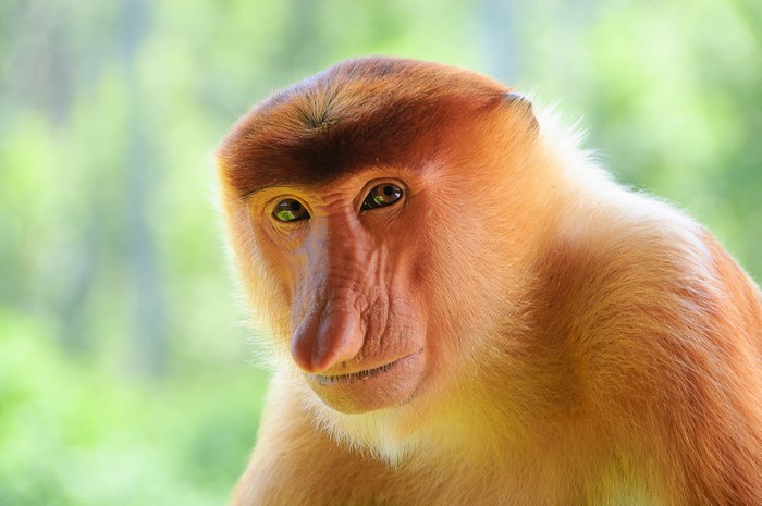 Close-up of a Proboscis Monkey's Face