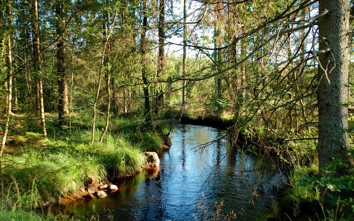 A forest stream flows through a sunlit woodland