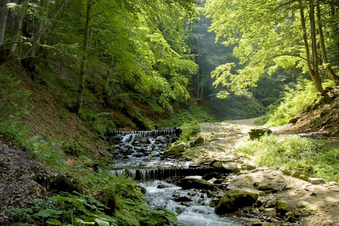 A stream flows through a sunlit forest