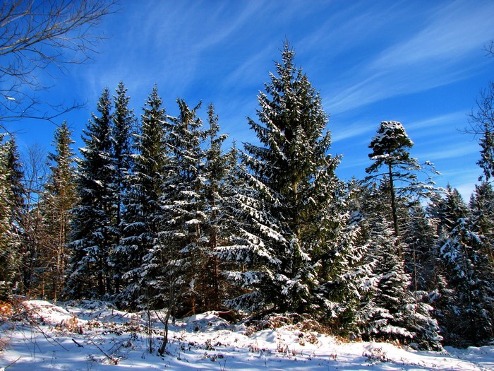 Snow-covered evergreen forest under a bright blue sky