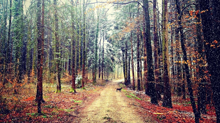 Dog on a path in a snowy forest