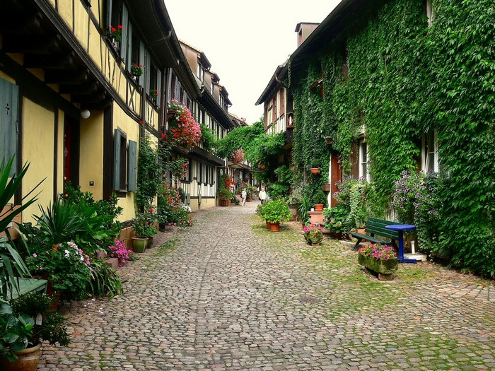 Cobblestone alley with half-timbered houses and ivy
