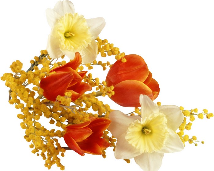 Bouquet of tulips, daffodils, and mimosa flowers