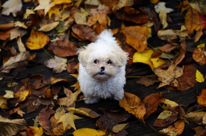 Bolognese dog sitting among autumn foliage