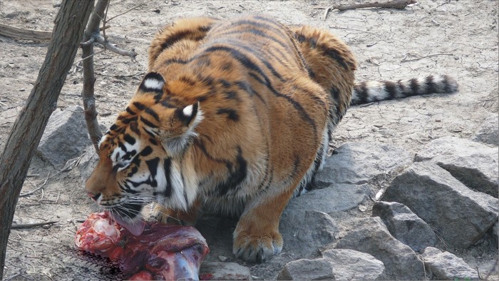 Tiger eating raw meat in rocky enclosure