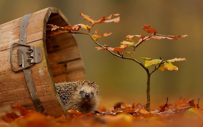 Hedgehog peeking out of a wooden barrel in autumn leaves