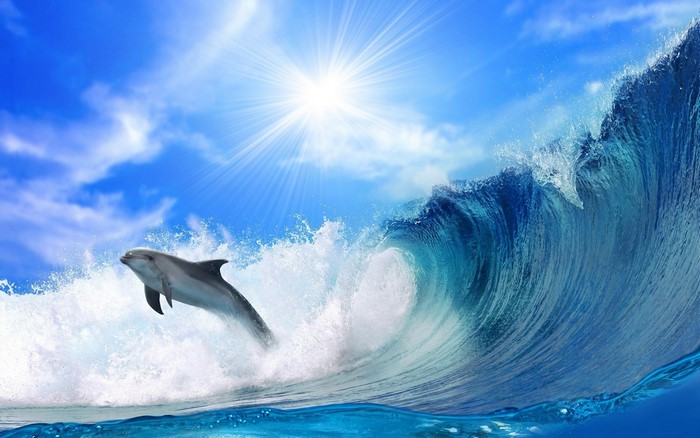 Dolphin jumping out of a wave under the sun