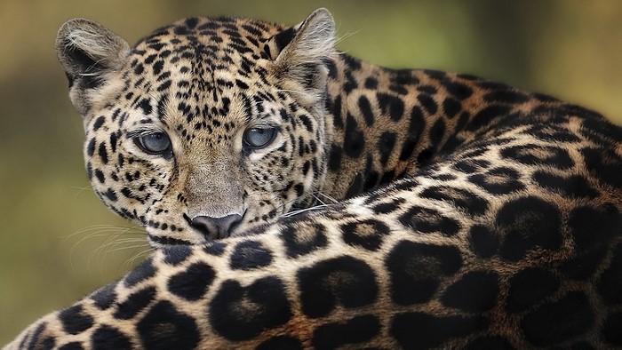 Close-up of a leopard's face and body