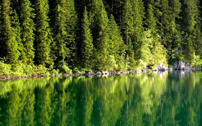 Forest reflected in a calm lake