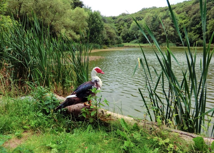 Muscovy duck on a log by a lake in Germany