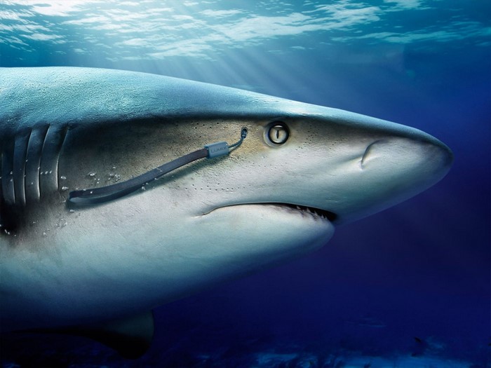 Shark with camera strap underwater