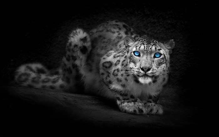 Snow leopard with striking blue eyes