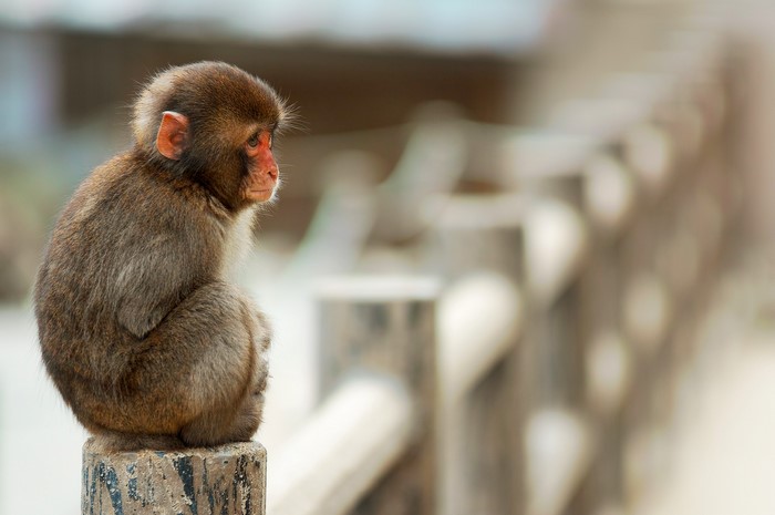 A young monkey sits on a wooden post