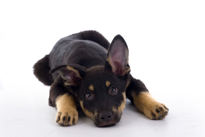 Puppy of German Shepherd breed