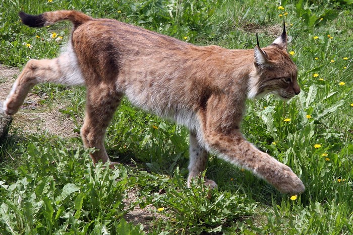 Lynx walking through green grass with yellow flowers