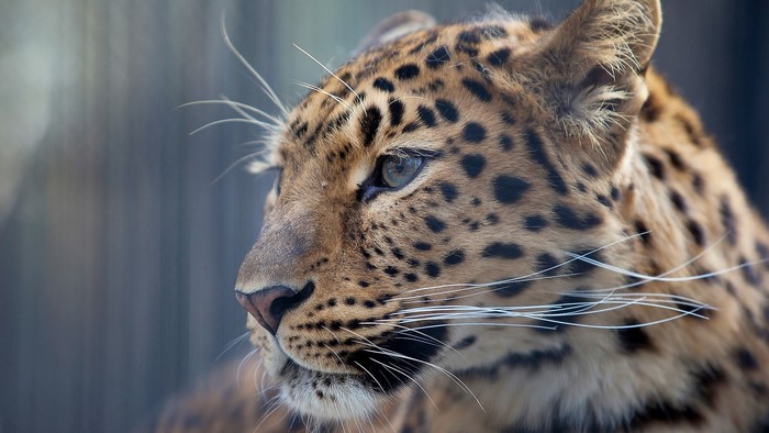Close-up of a leopard's face
