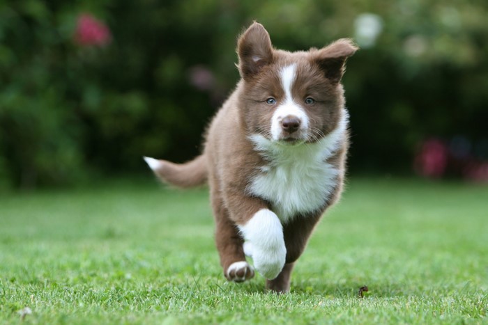 Brown and white Border Collie puppy running on grass