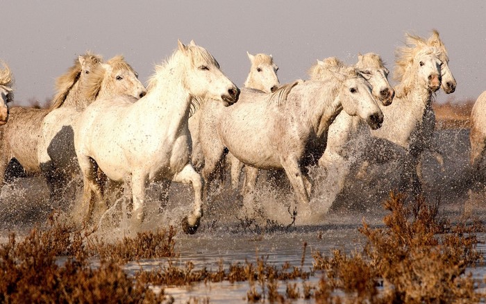 A herd of white horses running through water