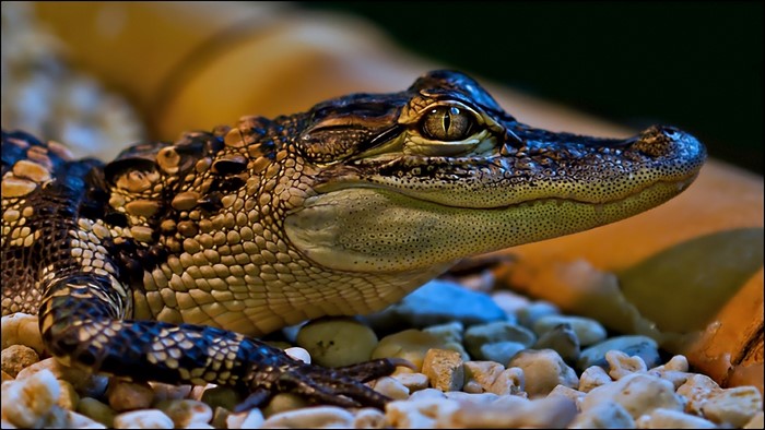 Close-up of a young alligator on pebbles