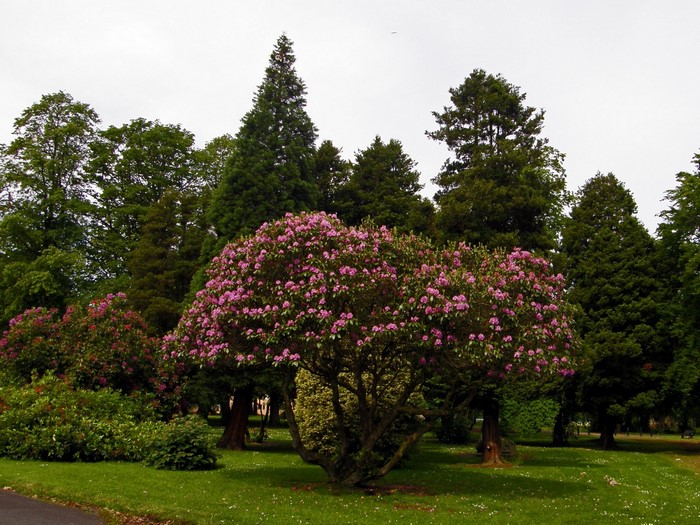 Rhododendron bushes and trees in a park