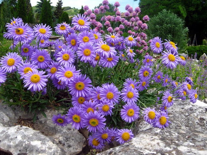 Purple Asters with yellow centers in a garden