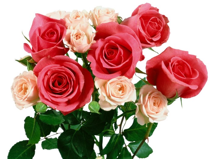 A bouquet of pink and red roses