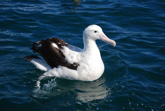 Birds Albatross