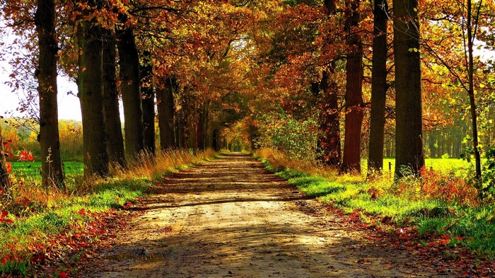 Dirt road lined with trees in autumn