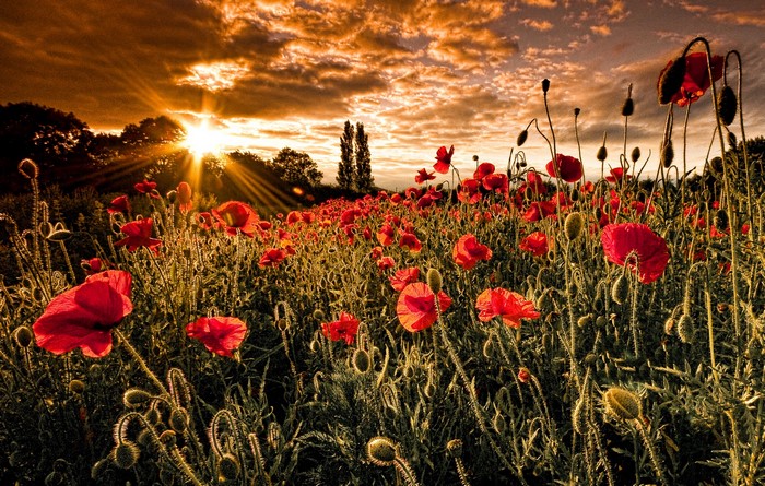 Field of poppies at sunset
