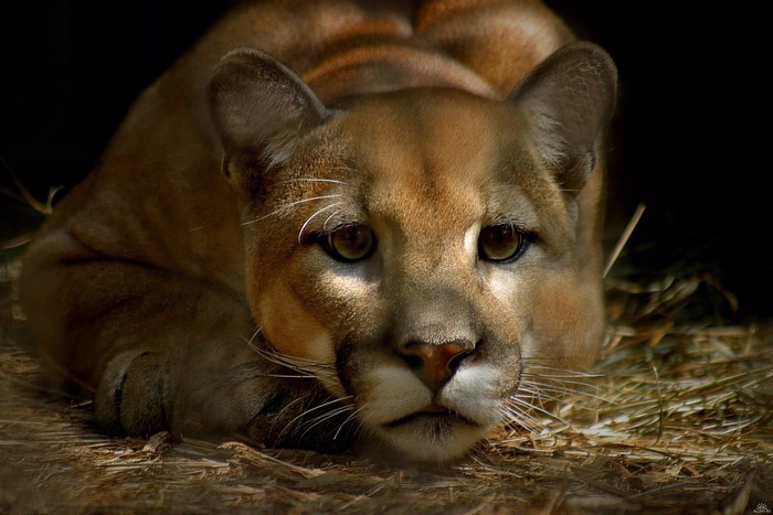 Close-up of a cougar lying down