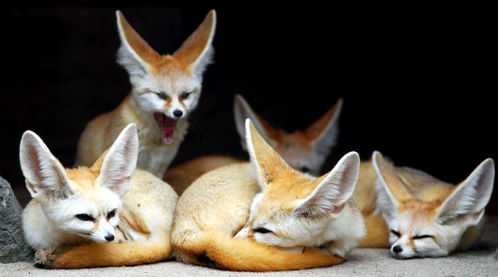 Group of Fennec foxes resting