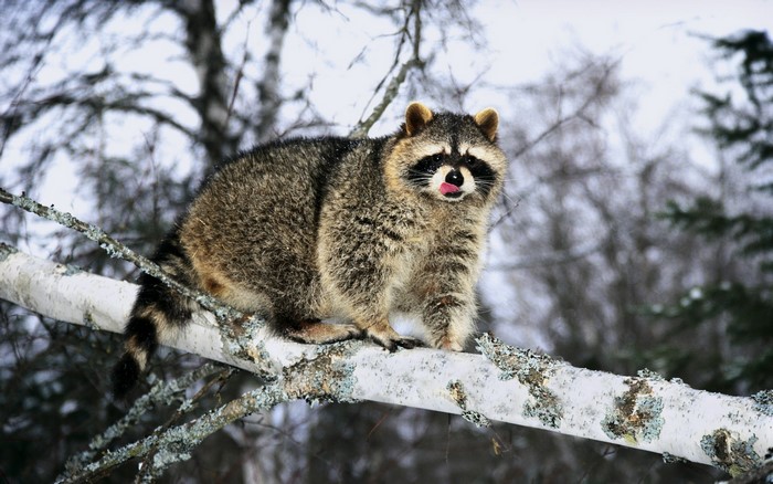 Raccoon licking its lips on a tree branch