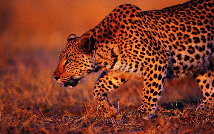 Leopard walking through dry grass at sunset