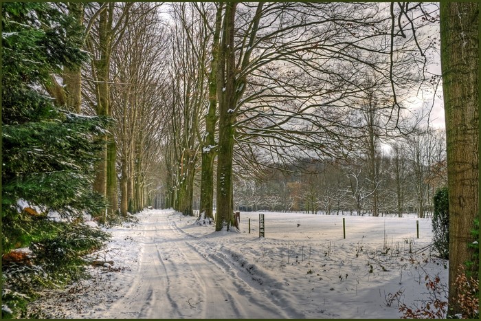 Snowy road through a winter forest with bare trees