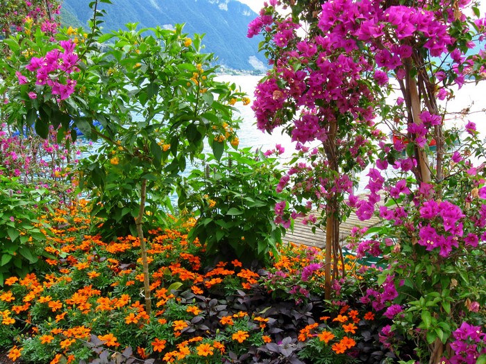 Flowers along Lake Geneva in Switzerland