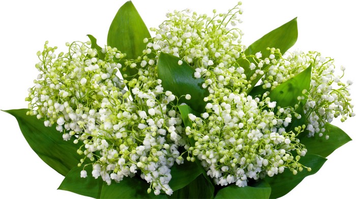 Bouquet of Lily of the Valley flowers