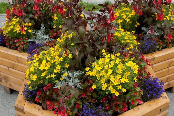 Colorful flower arrangement in wooden planters