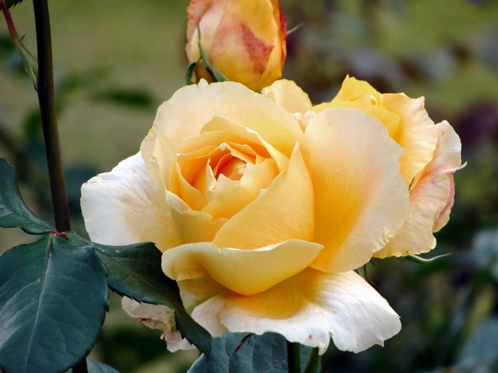 A close-up of a yellow rose in bloom