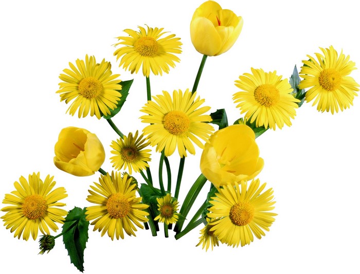 Yellow daisies and tulips bouquet
