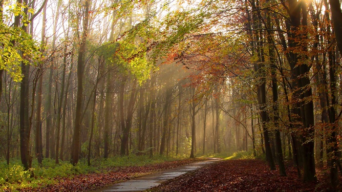 Autumn forest path with sunbeams