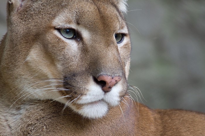4K Puma Close-up