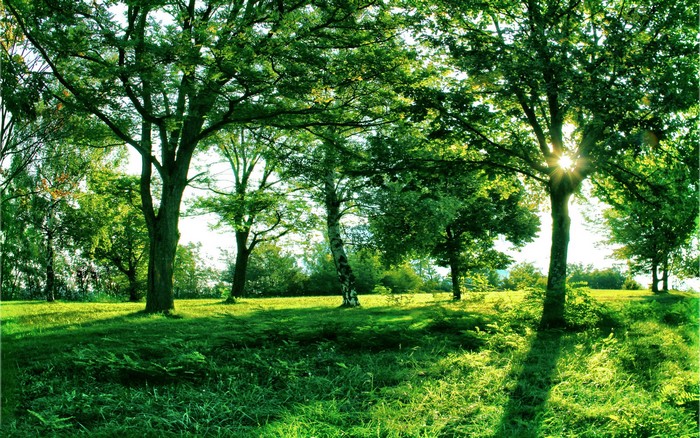 Sunlight filtering through trees in a green meadow