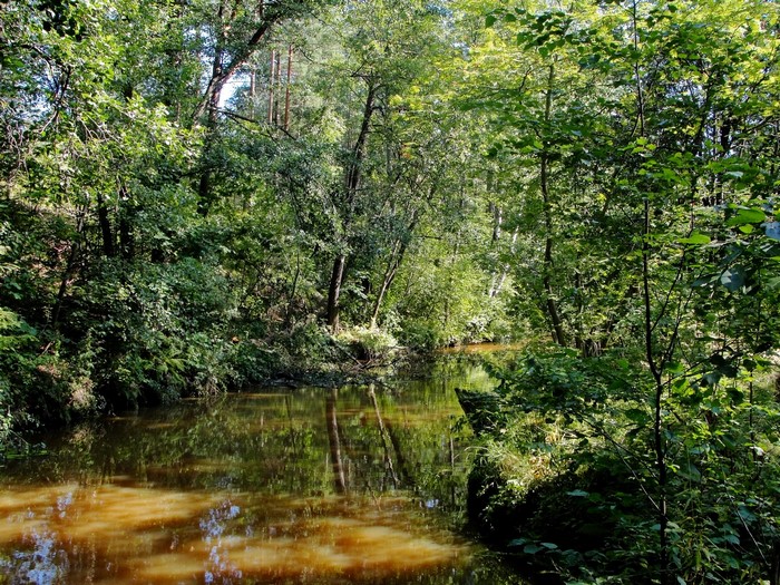 River flowing through a dense forest