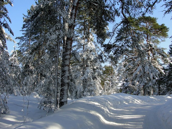 Snowy forest path with pine trees